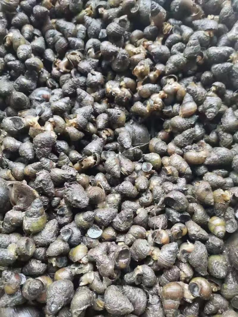湖北螺，精品鲜活，货源稳定，基地直发，包邮