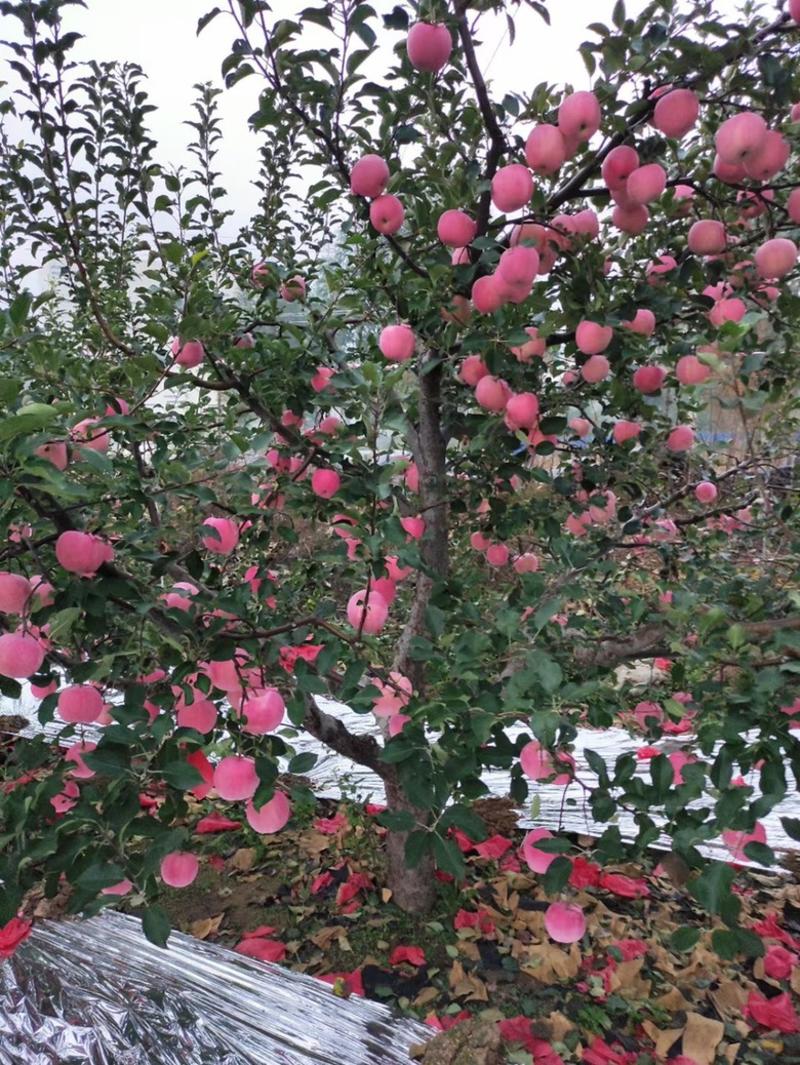 辽南地区精品红富士苹果大量现货。纯山地红富士