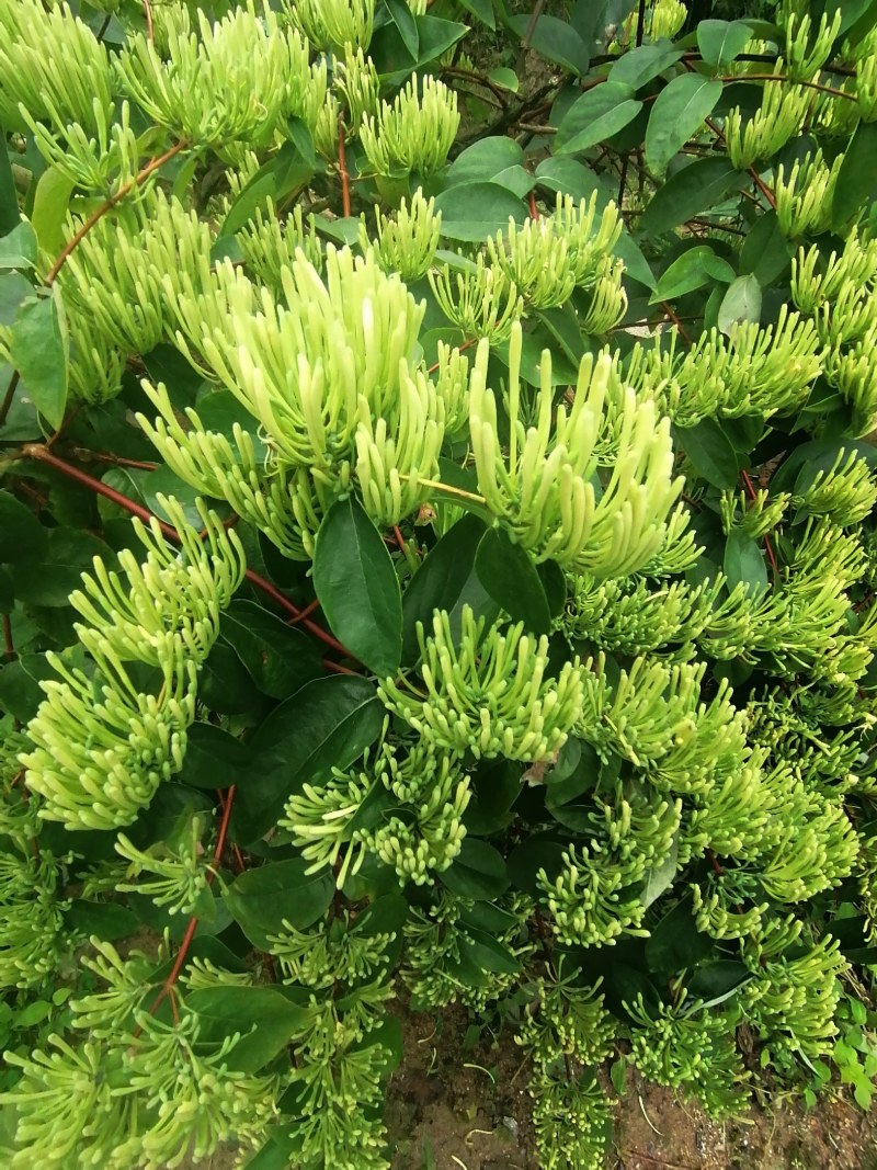 湖南金银花苗高产金银花5号金银花花王嫁接苗