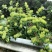 湖南金银花苗高产金银花5号金银花花王嫁接苗