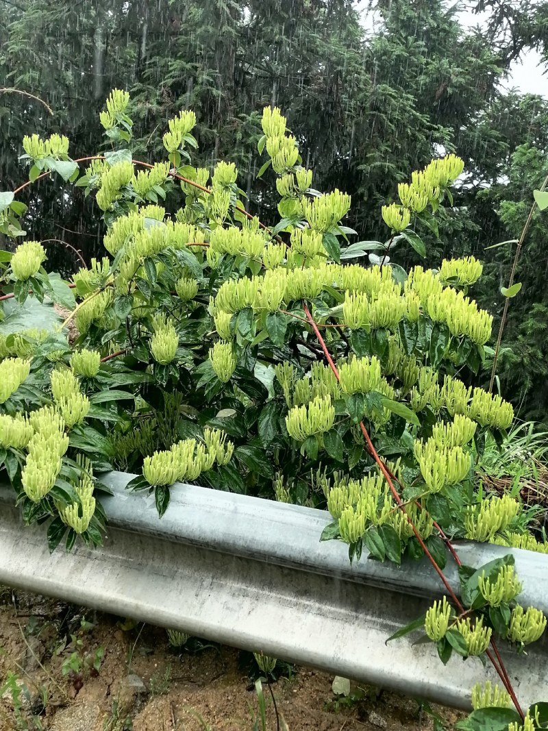 湖南金银花苗高产金银花5号金银花花王嫁接苗