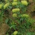湖南金银花苗高产金银花5号金银花花王嫁接苗