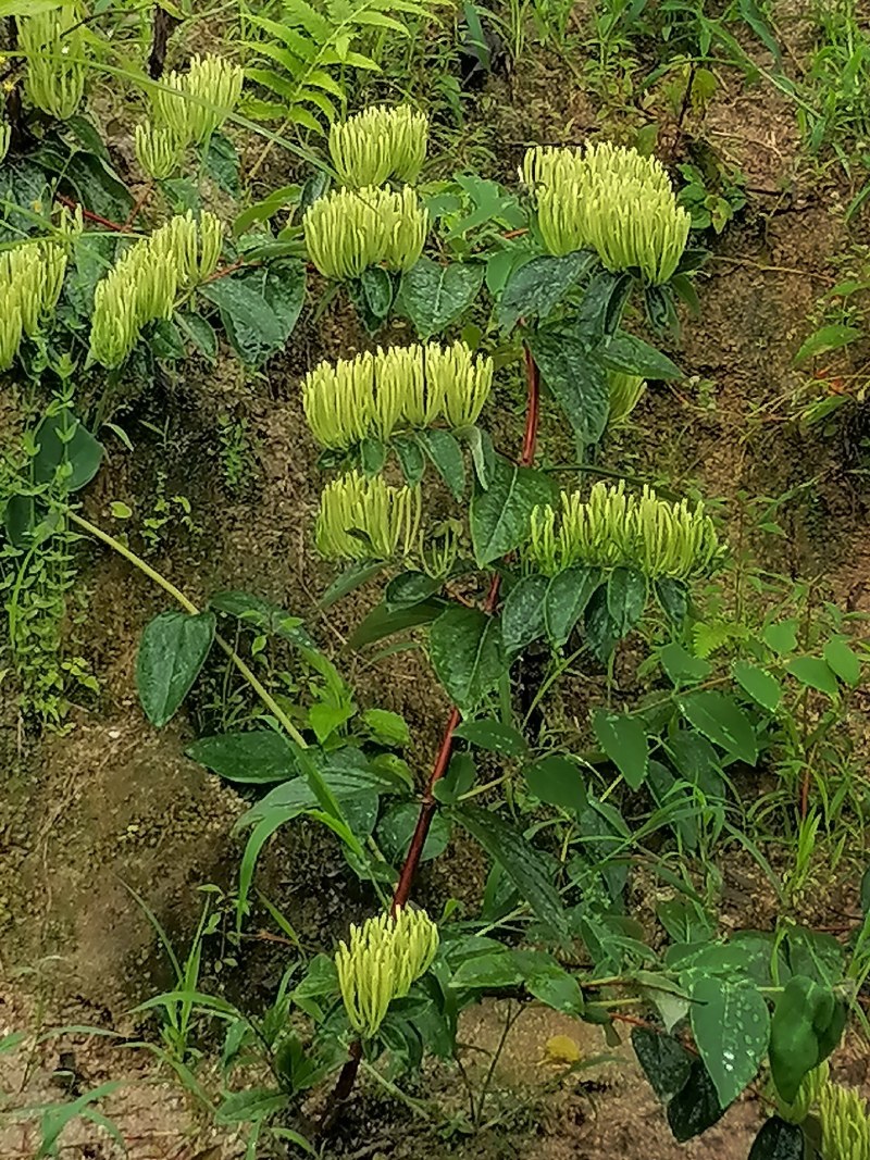 湖南金银花苗高产金银花5号金银花花王嫁接苗
