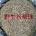 谷精珠，野生谷精珠质量保证，经营各种中药材欢迎咨询选购！