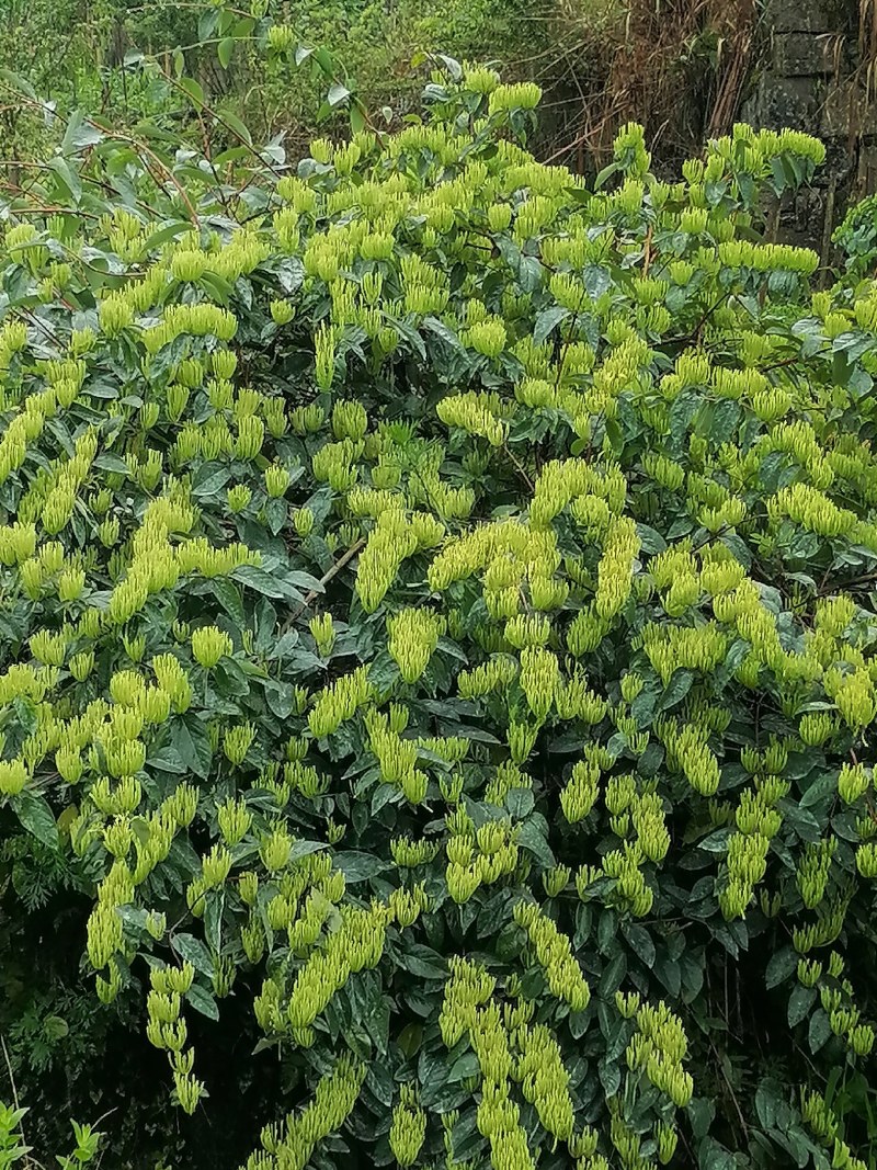 湖南金银花苗高产金银花5号金银花花王嫁接苗