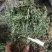 石上柏，干净无杂质量保证！欢迎咨询选购！