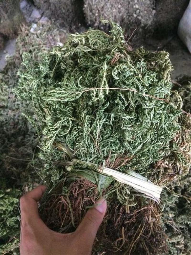 石上柏，干净无杂质量保证！欢迎咨询选购！
