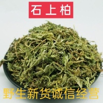 石上柏，翠云草，梭罗草干净无杂质量保证！欢迎咨询选购！