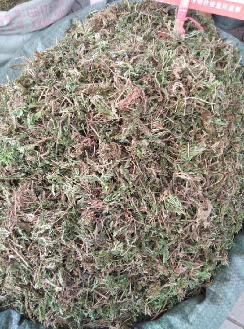 石上柏，干净无杂质量保证！欢迎咨询选购！