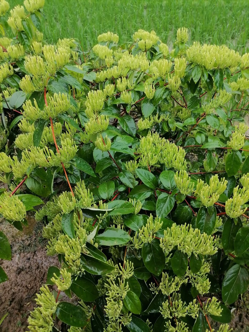 湖南金银花苗高产金银花5号金银花花王嫁接苗