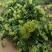 湖南金银花苗高产金银花5号金银花花王嫁接苗