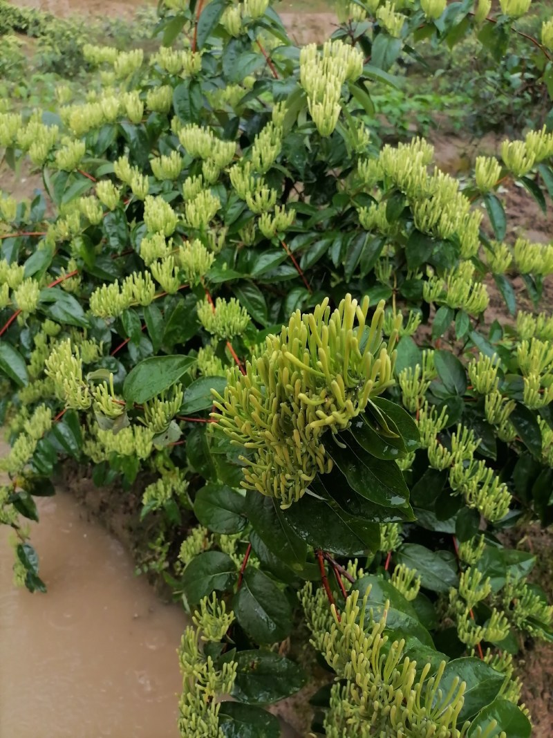 湖南金银花苗高产金银花5号金银花花王嫁接苗