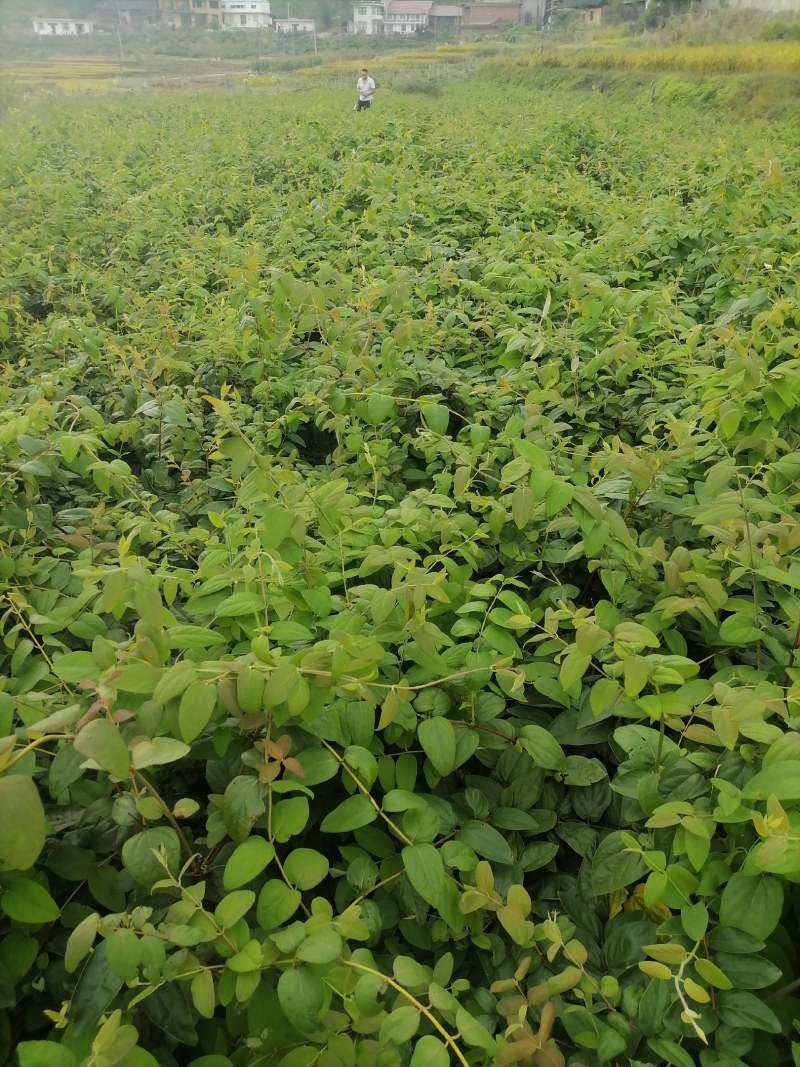 湘蕾金银花5号花王嫁接苗，高产金银花苗，扦插苗营养杯苗