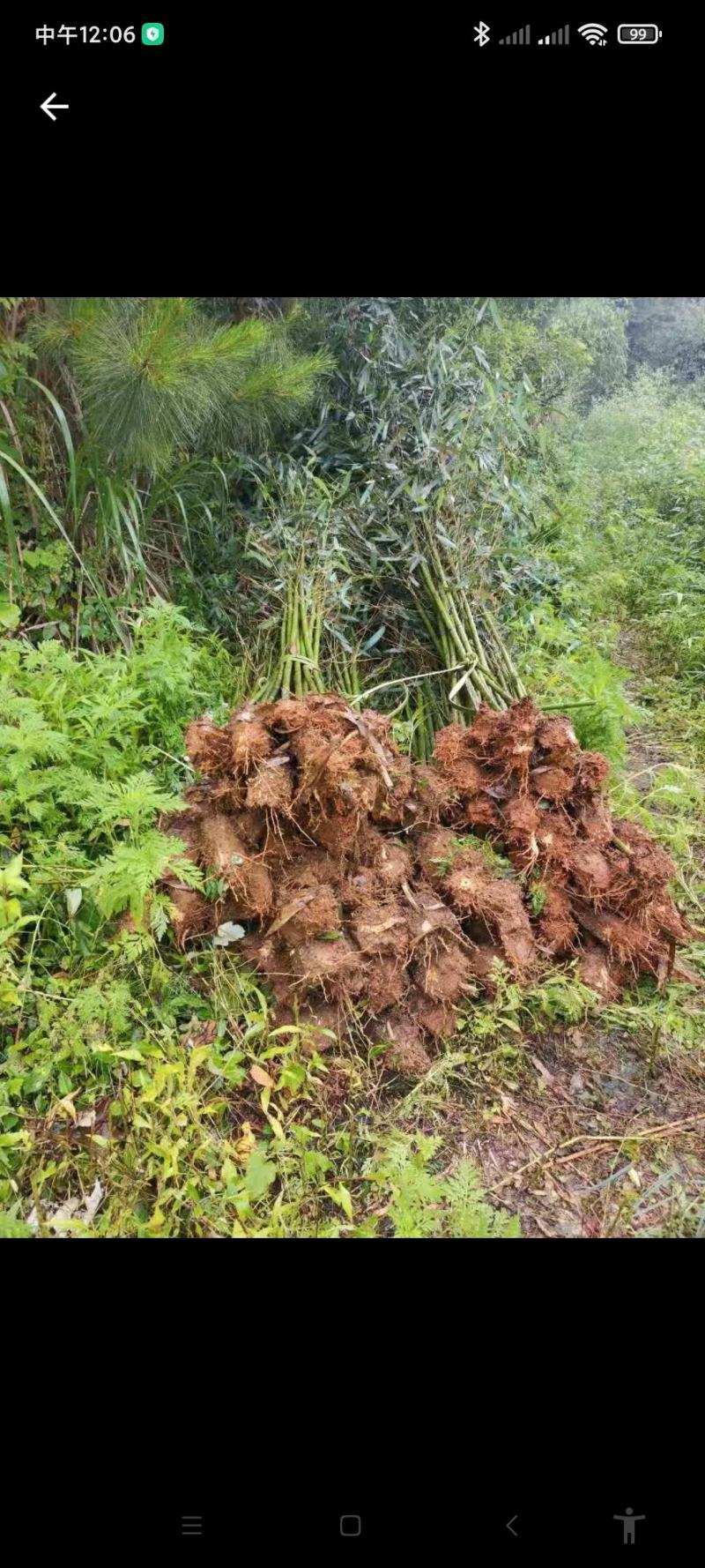 竹苗四季青竹楠竹苦竹菜竹四川小竹方竹竹苗