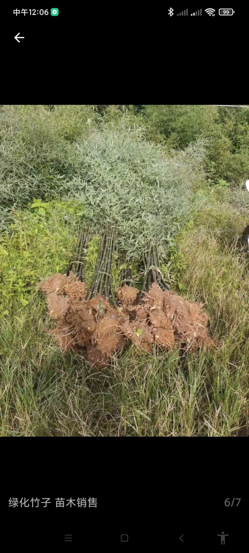 竹苗四季青竹楠竹苦竹菜竹四川小竹方竹竹苗