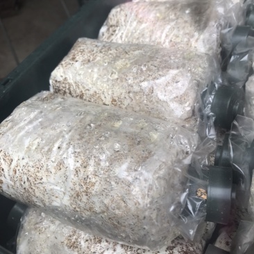 大球盖菌种赤松茸菌竹荪菌种种批发提供技术支持以及销路保障