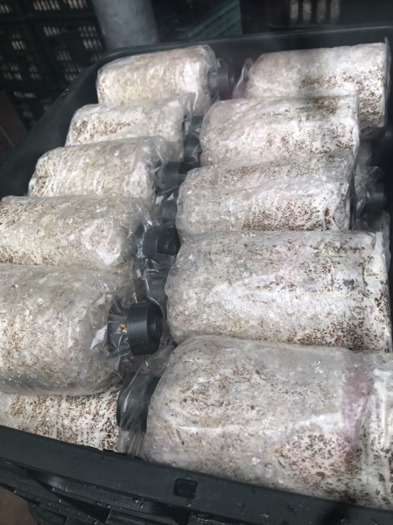 大球盖菌种赤松茸菌竹荪菌种种批发提供技术支持以及销路保障