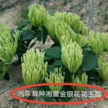 湖南金银花苗高产金银花5号金银花花王嫁接苗