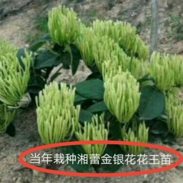 湖南金银花苗高产金银花5号金银花花王嫁接苗