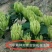 湖南金银花苗高产金银花5号金银花花王嫁接苗