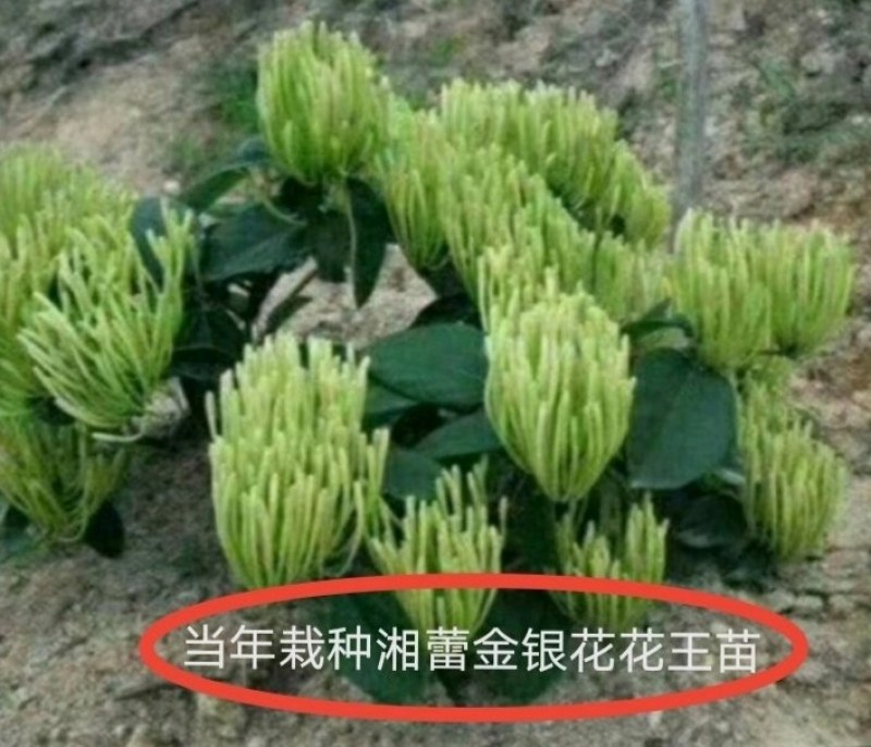 湖南金银花苗高产金银花5号金银花花王嫁接苗