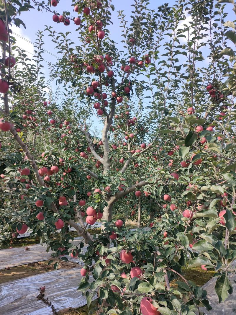 大量供应冰糖心红富士苹果