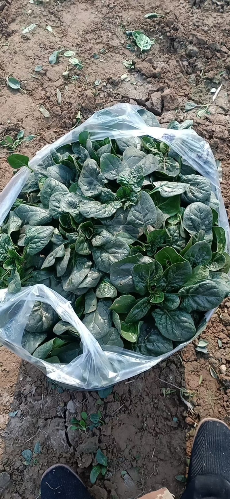 千亩菠菜上市基地用丹麦进口种子大叶园叶地趴型代收全国代发