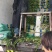 宿州尖叶香莴苣，大量上市，无空心，产地直发一手货源。