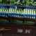 宿州尖叶香莴苣，大量上市，无空心，产地直发一手货源。