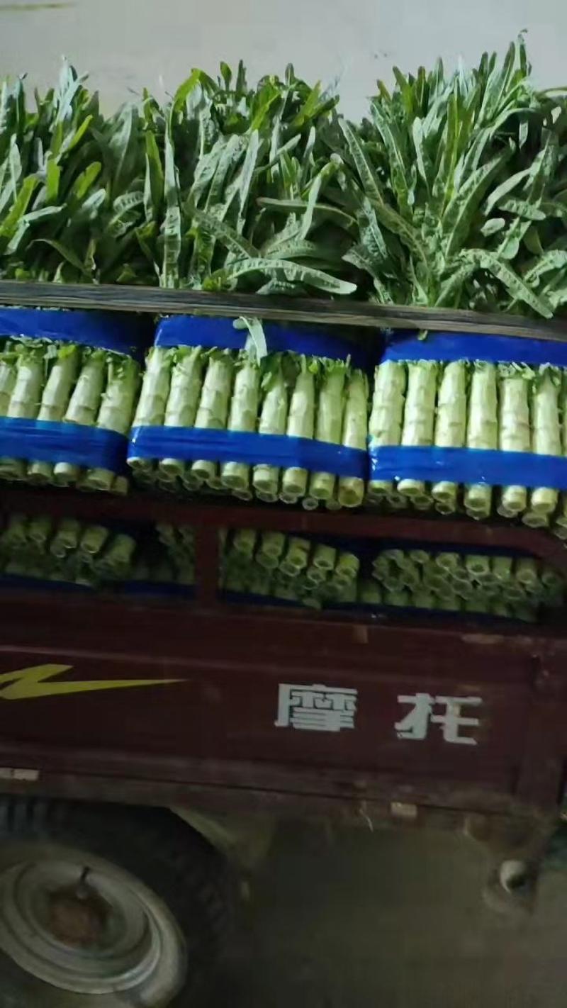 宿州尖叶香莴苣，大量上市，无空心，产地直发一手货源。