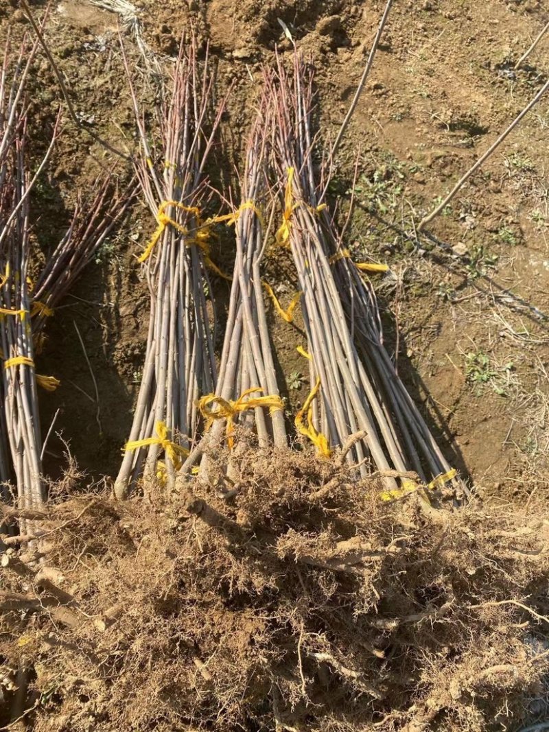 红冠红枫，红点红枫，秋火焰红枫，十月光辉