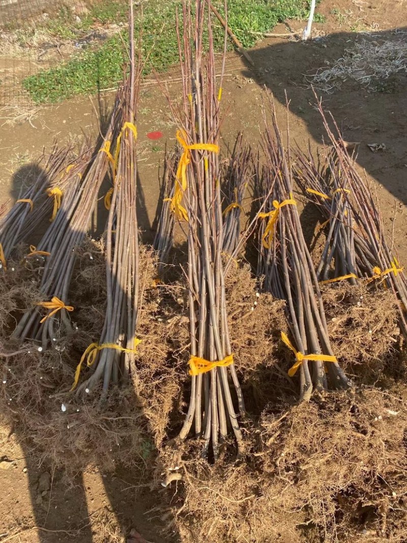 红冠红枫，红点红枫，秋火焰红枫，十月光辉