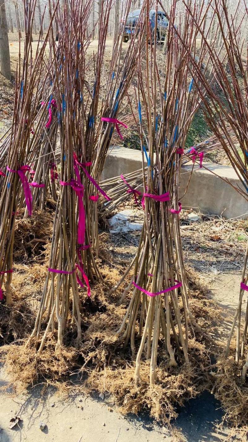 红冠红枫，红点红枫，秋火焰红枫，十月光辉
