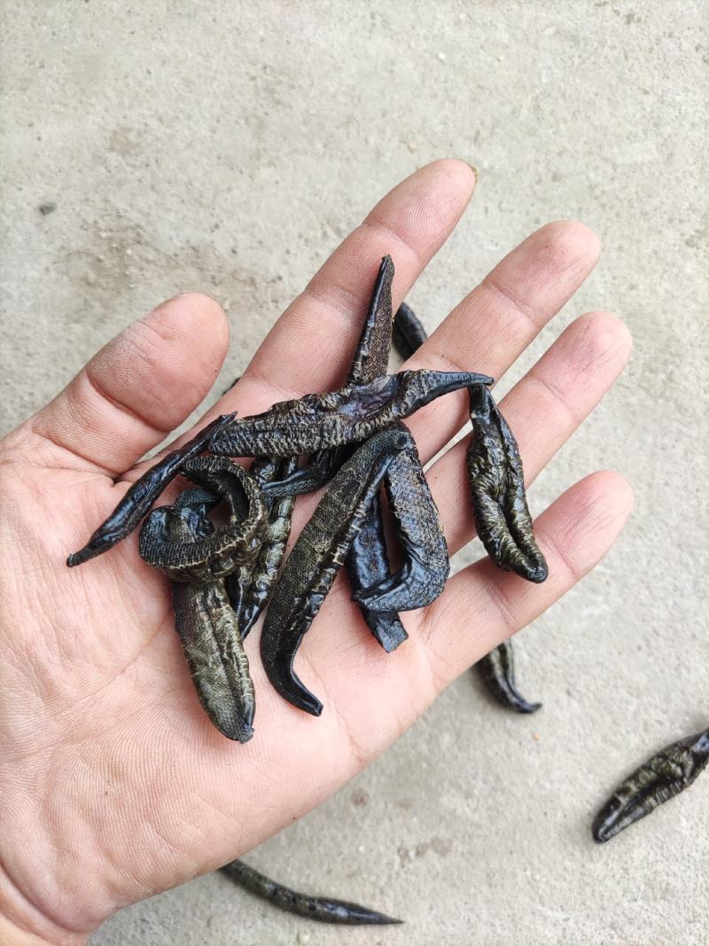 水蛭干品，医蛭干品，清水吊杆