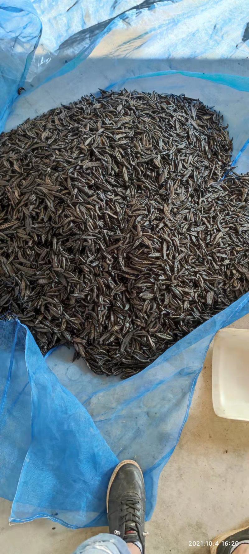 水蛭干品，医蛭干品，清水吊杆