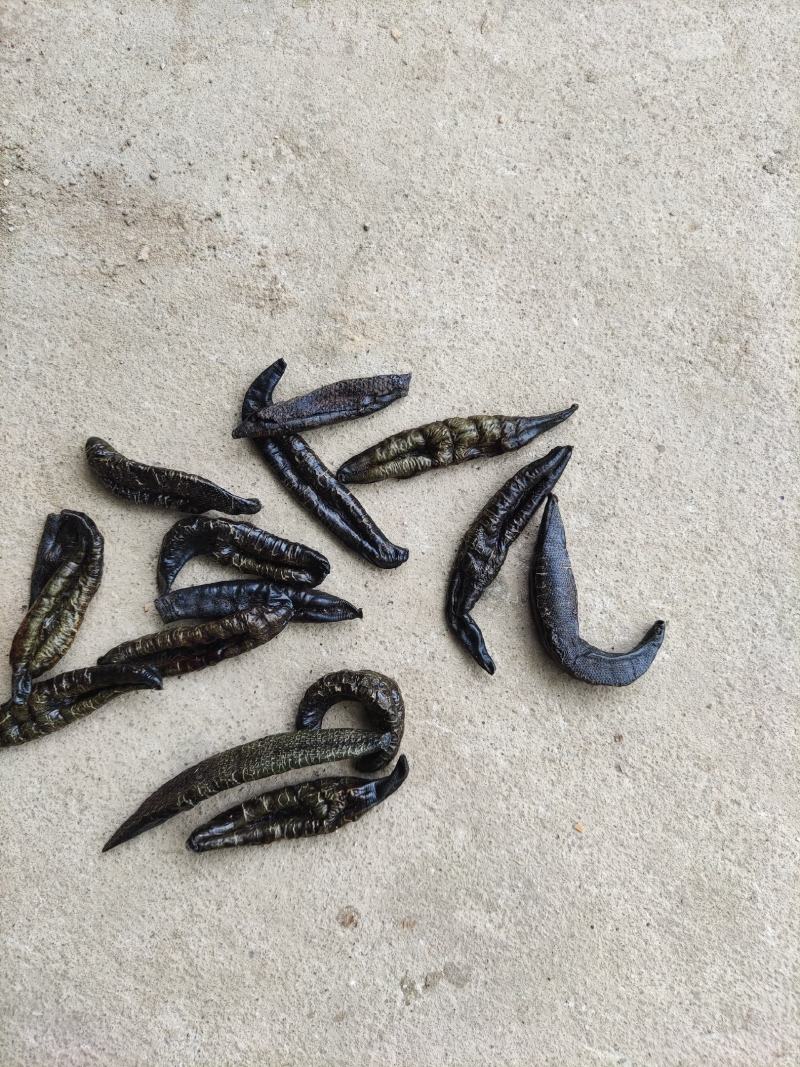 水蛭干品，医蛭干品，清水吊杆