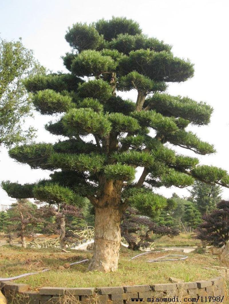 罗汉松盘景，罗汉松工程苗木，自产自销，价格便宜