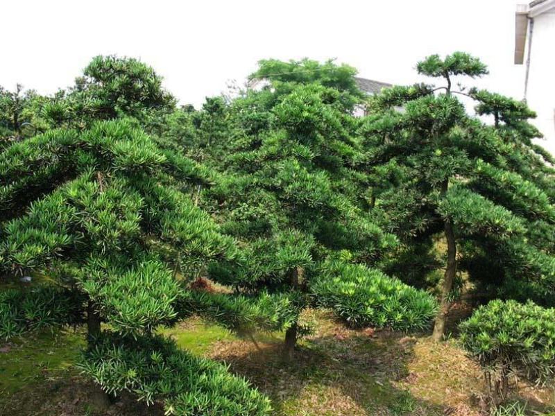 罗汉松盘景，罗汉松工程苗木，自产自销，价格便宜