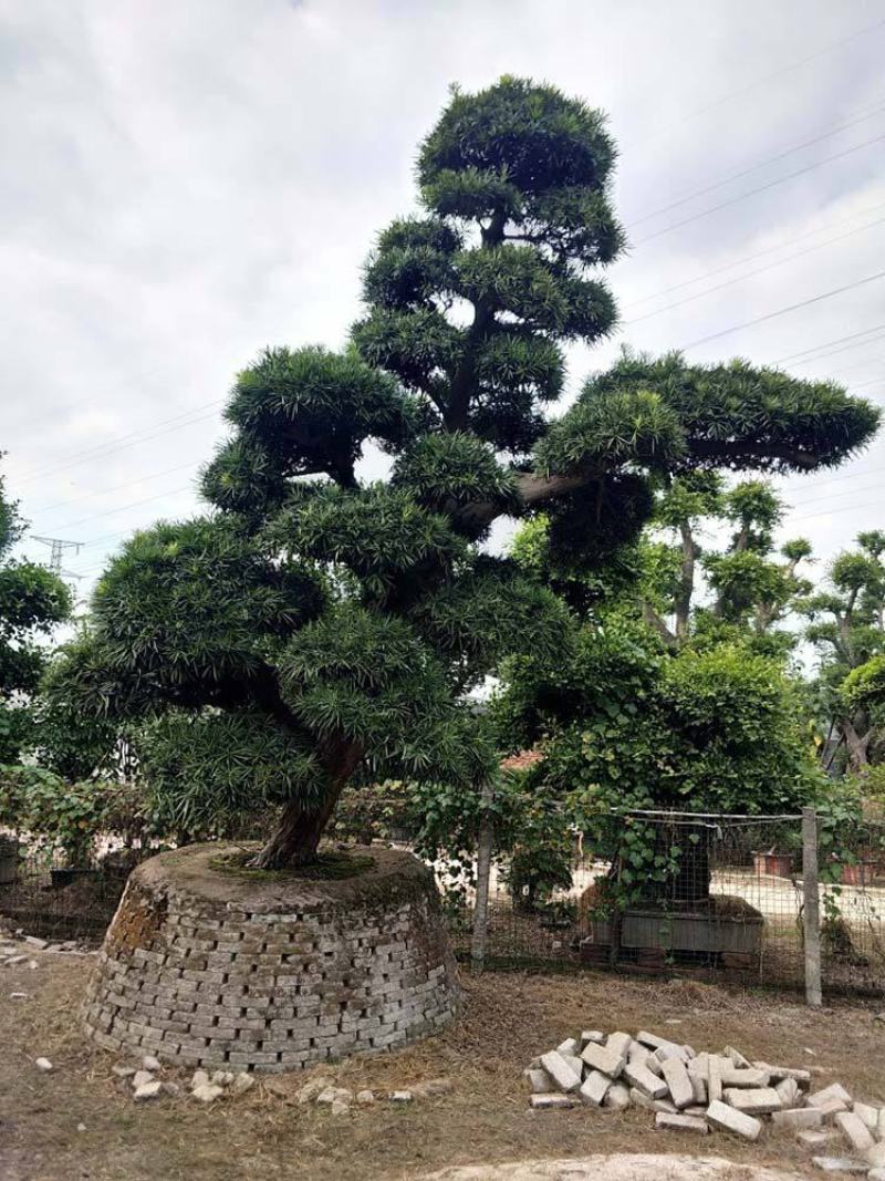 罗汉松盘景，罗汉松工程苗木，自产自销，价格便宜