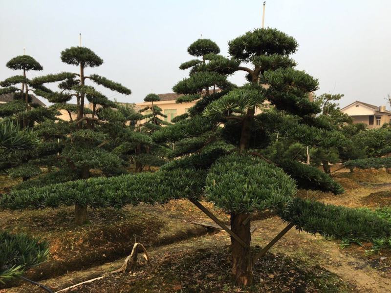 罗汉松盘景，罗汉松工程苗木，自产自销，价格便宜