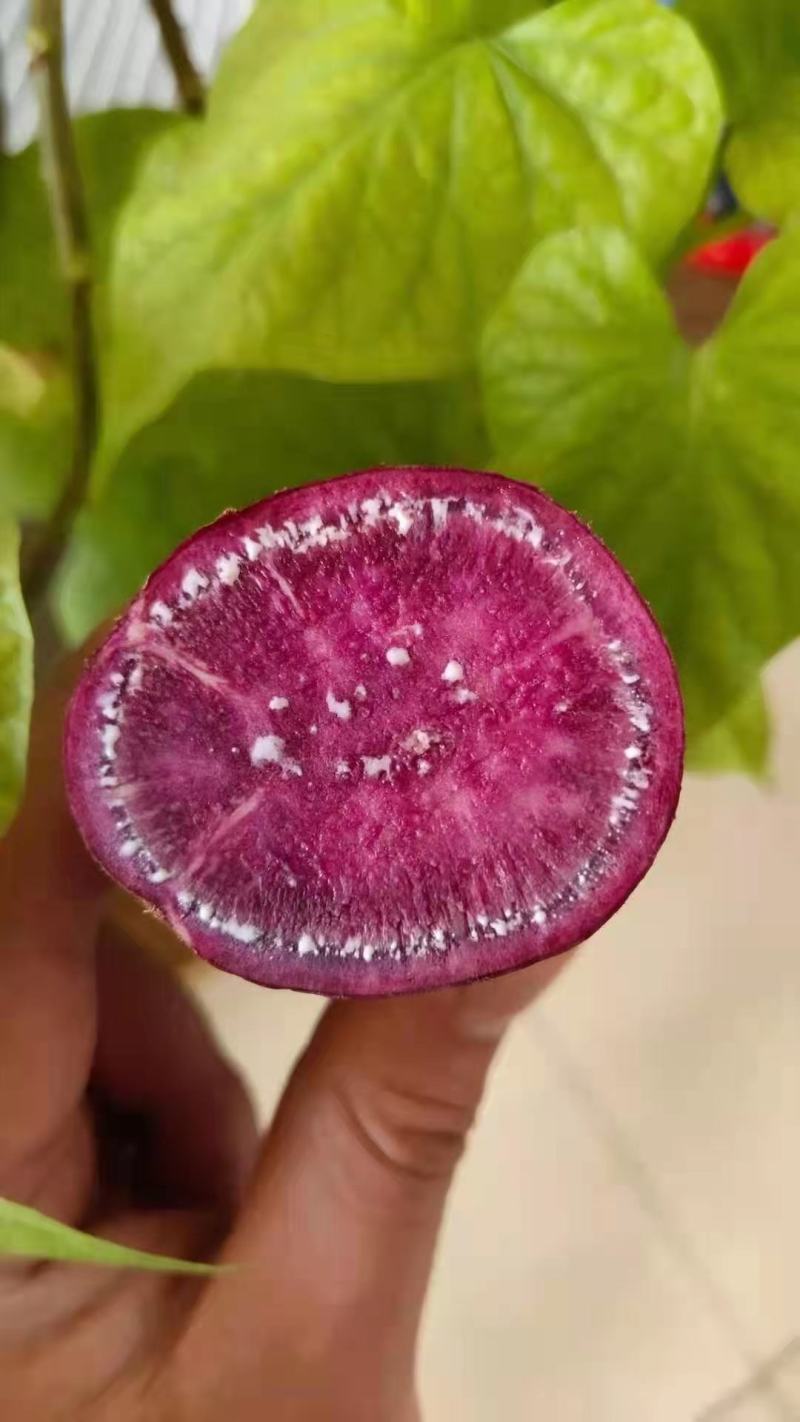 紫薯