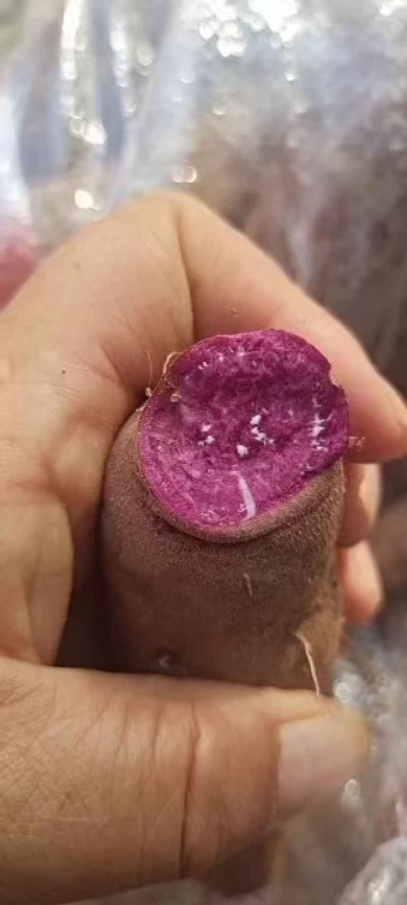 紫薯