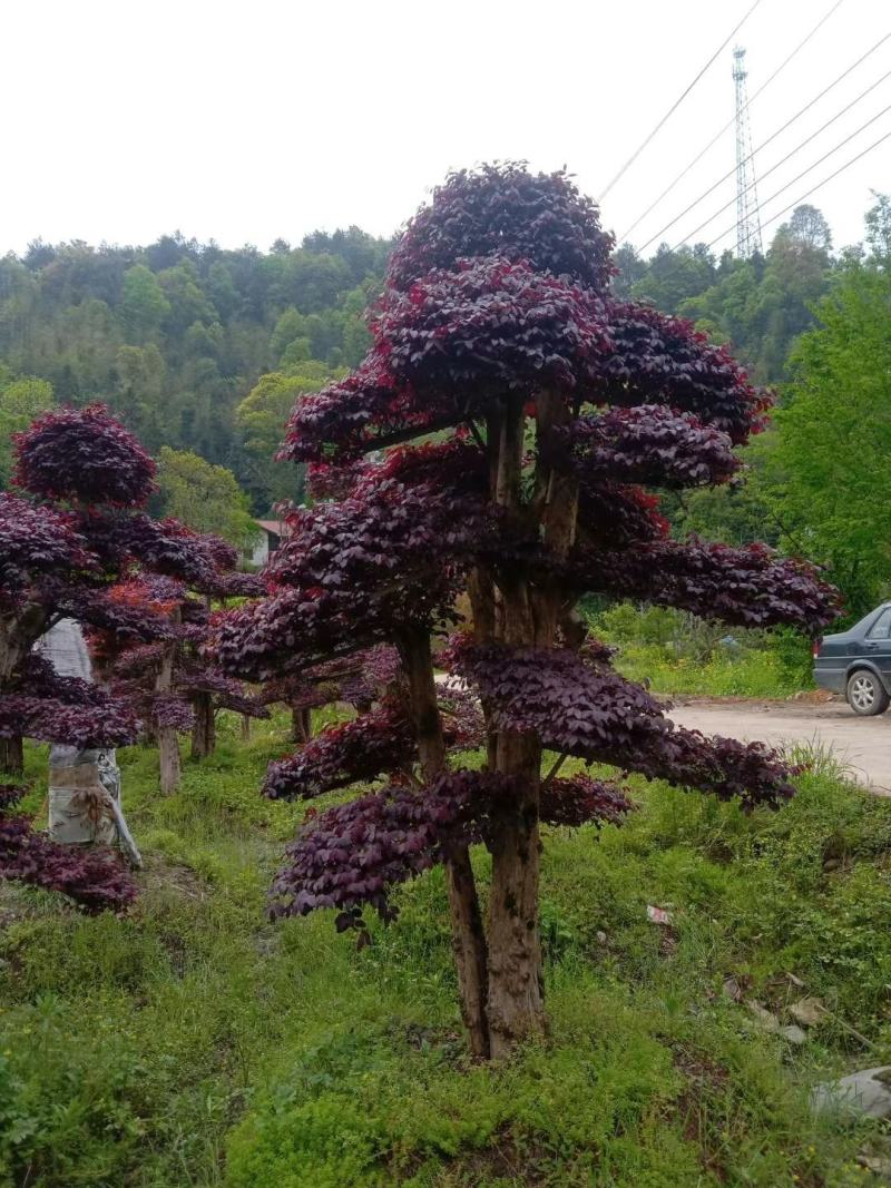 红花继木盘景，红花继造型木工程苗，等多种规格，自产自销，