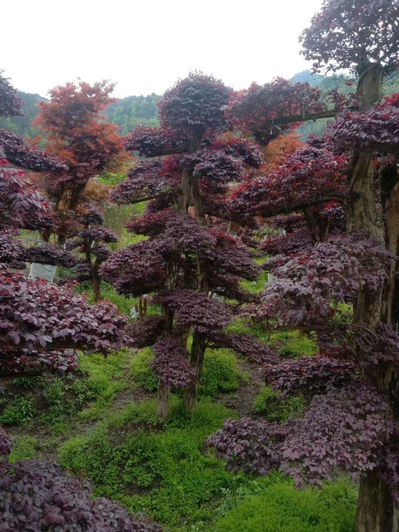 红花继木盘景，红花继造型木工程苗，等多种规格，自产自销，