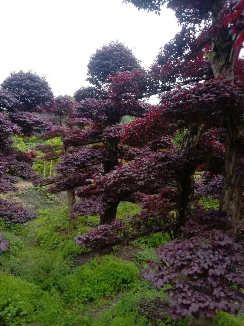 红花继木盘景，红花继造型木工程苗，等多种规格，自产自销，