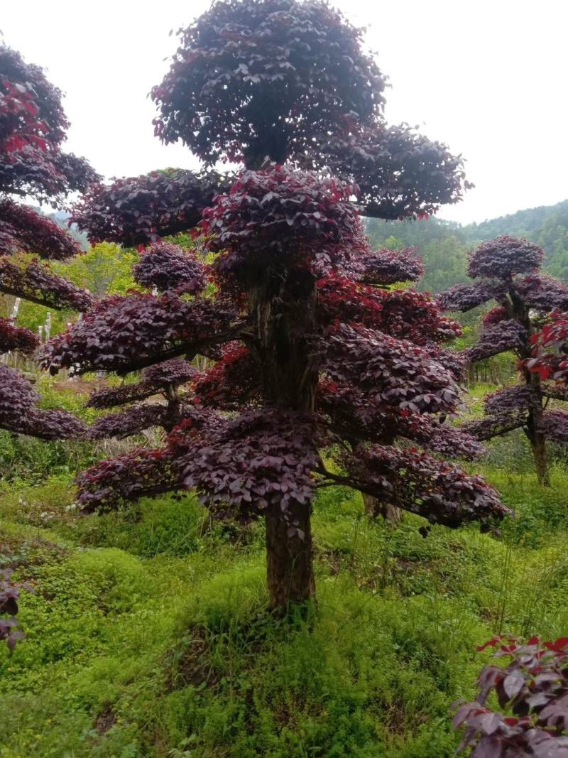 红花继木盘景，红花继造型木工程苗，等多种规格，自产自销，