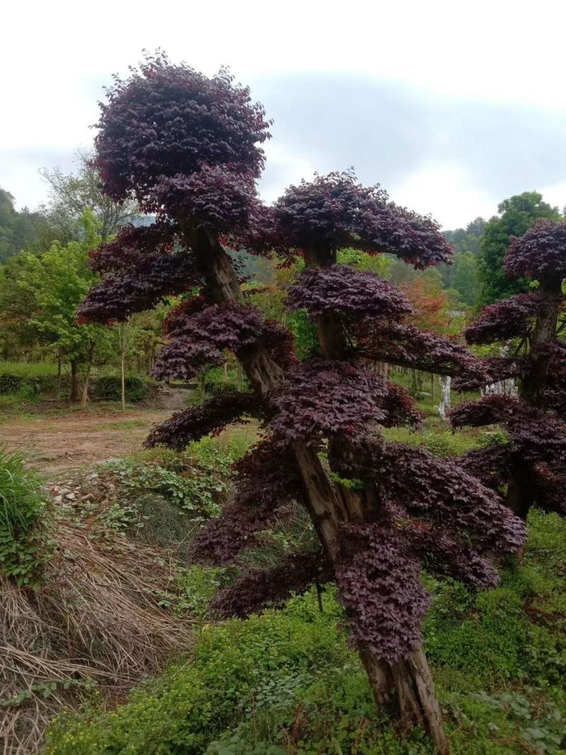 红花继木盘景，红花继造型木工程苗，等多种规格，自产自销，