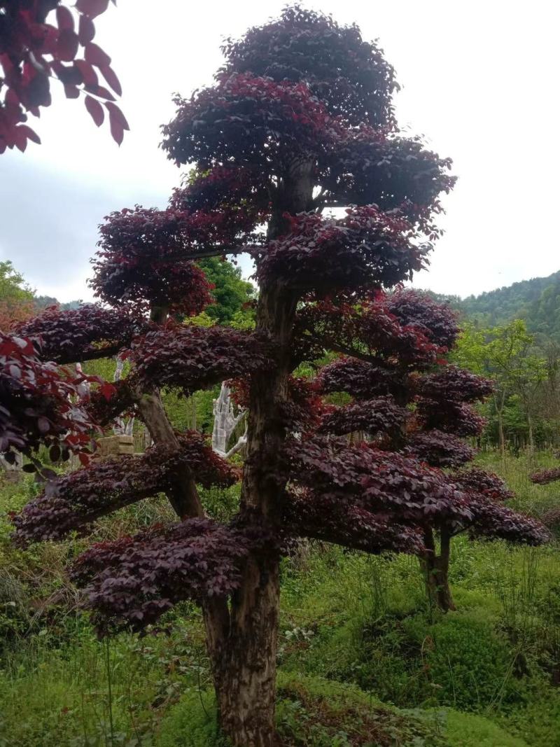 红花继木盘景，红花继造型木工程苗，等多种规格，自产自销，