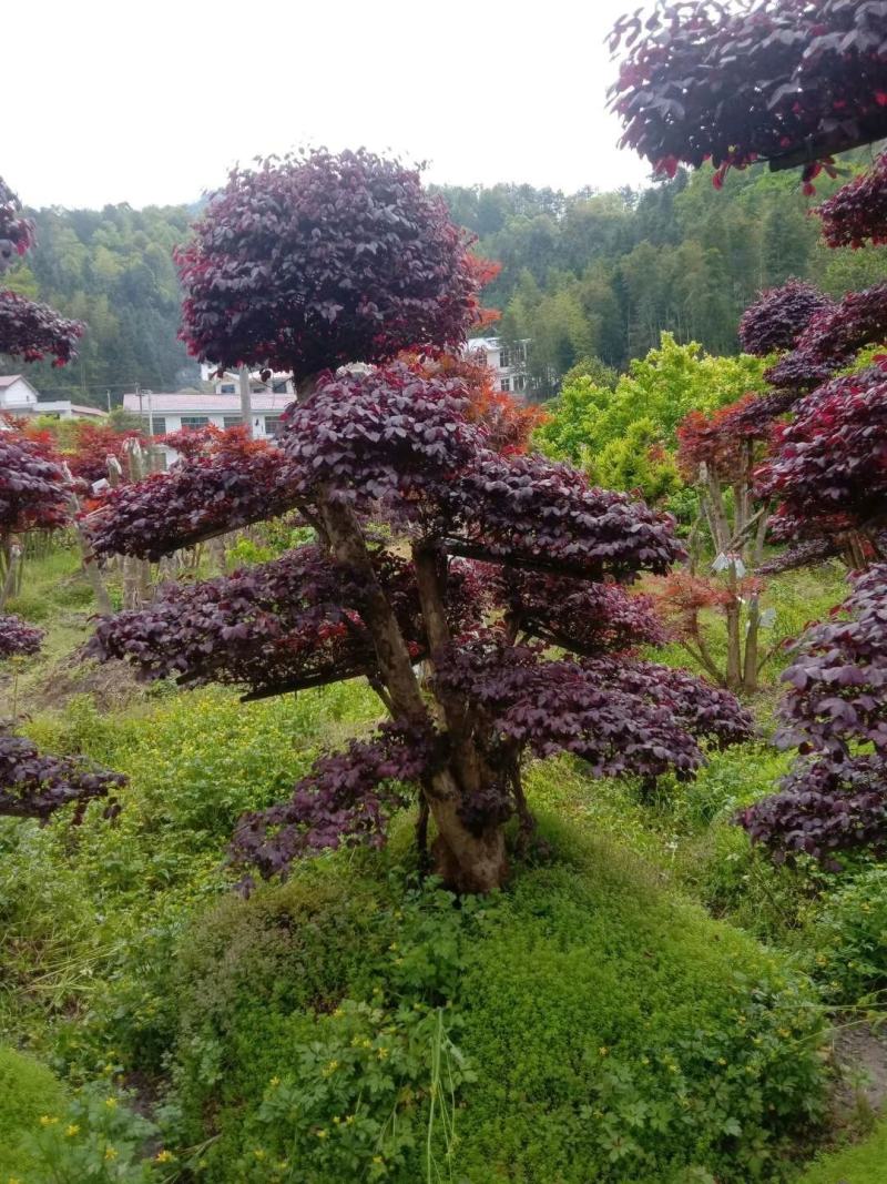 红花继木盘景，红花继造型木工程苗，等多种规格，自产自销，