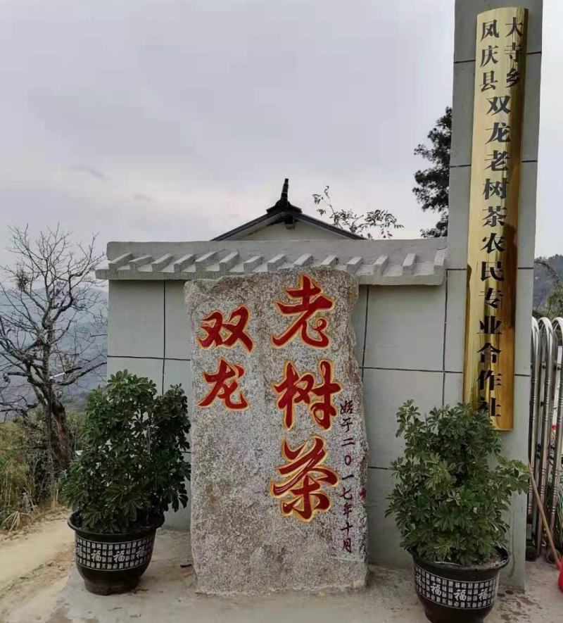 凤庆县大寺乡双龙古树晒红